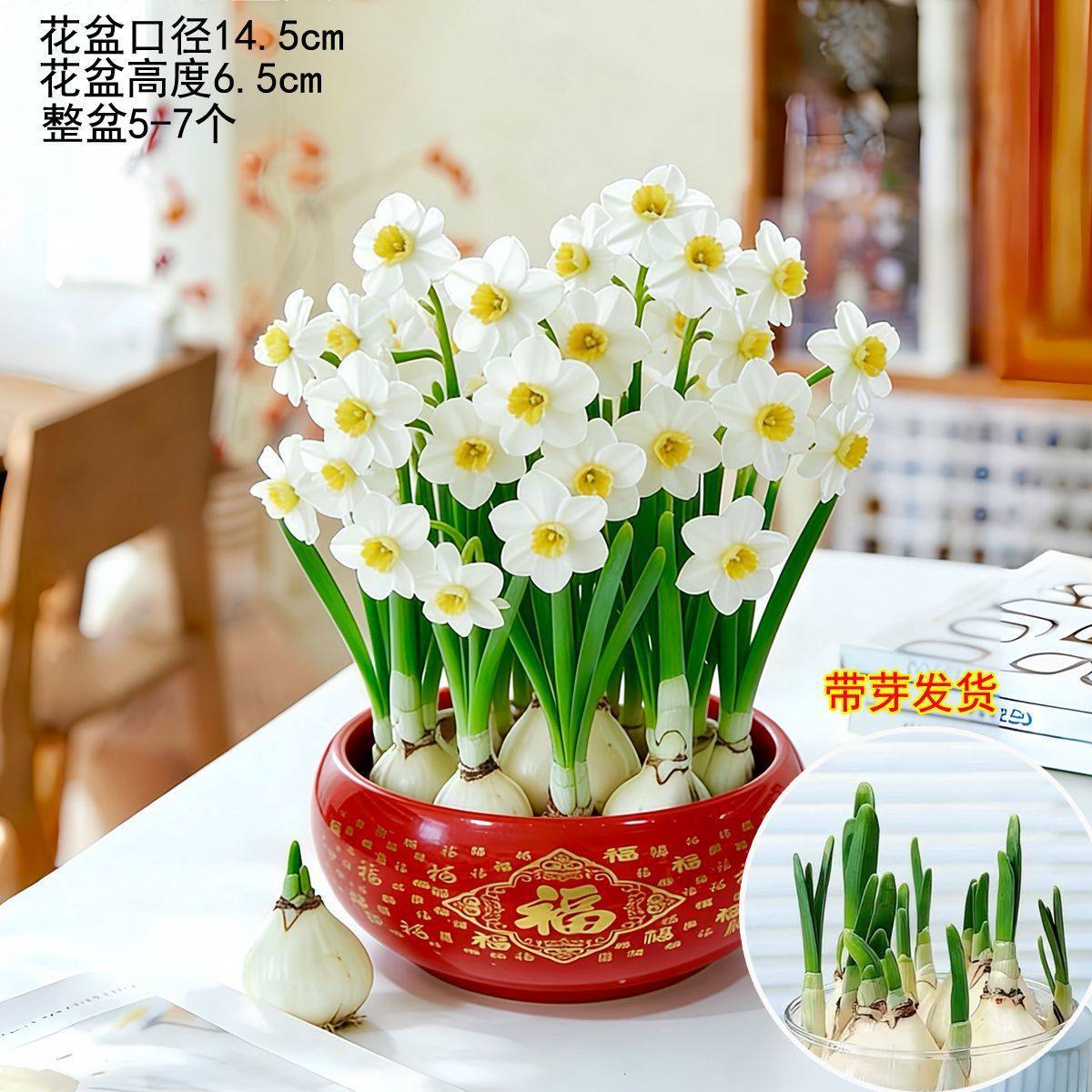 【shipped with bulbs】hydroponic zhanjiang narcissus + red "golden fortune" ceramic pot