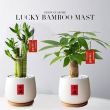 发财树富贵竹步步高室内办公办公室土培四季常绿好养活包邮跨境