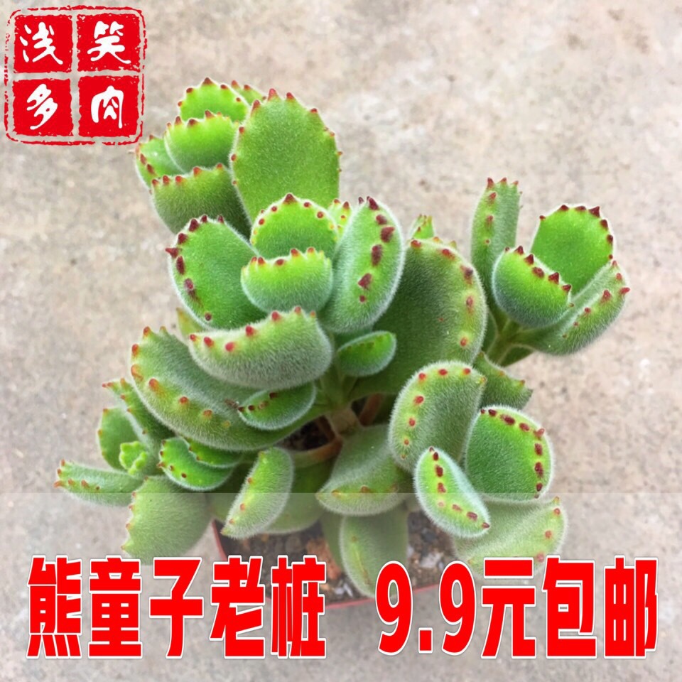 熊童子老桩熊掌萌萌嘟嘟多肉植物出状态带红爪绿植包邮 种苗花卉网