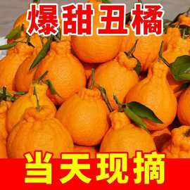 高山丑橘丑八怪9斤当季新鲜水果橘子耙耙粑粑丑柑橘整箱桔子现摘