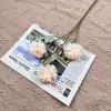 Ball chrysanthemum-champagne color