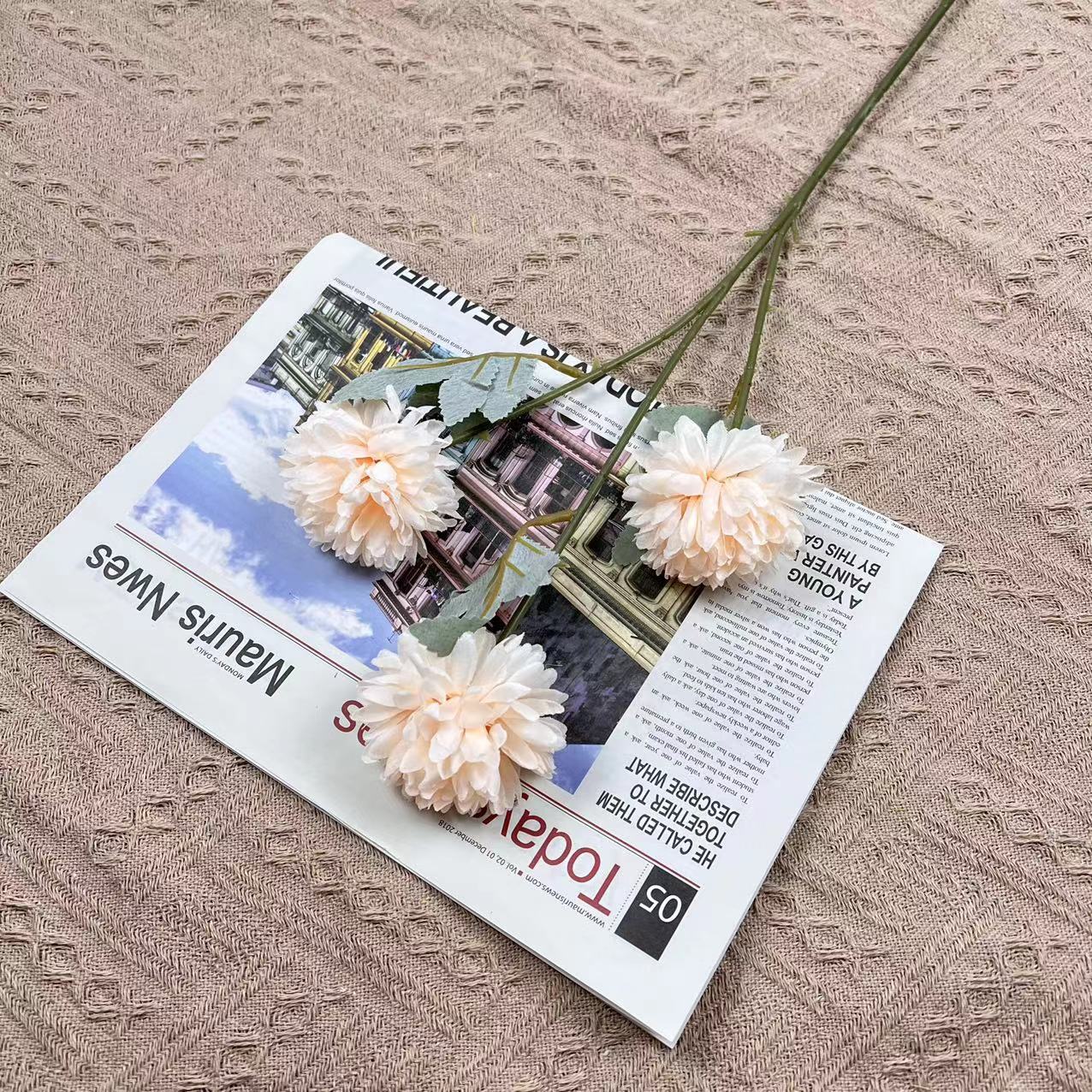 공 국화-샴페인