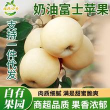烟台黄金奶油富士 苹果 新鲜当季水果采摘冰糖心脆甜多汁整箱批发