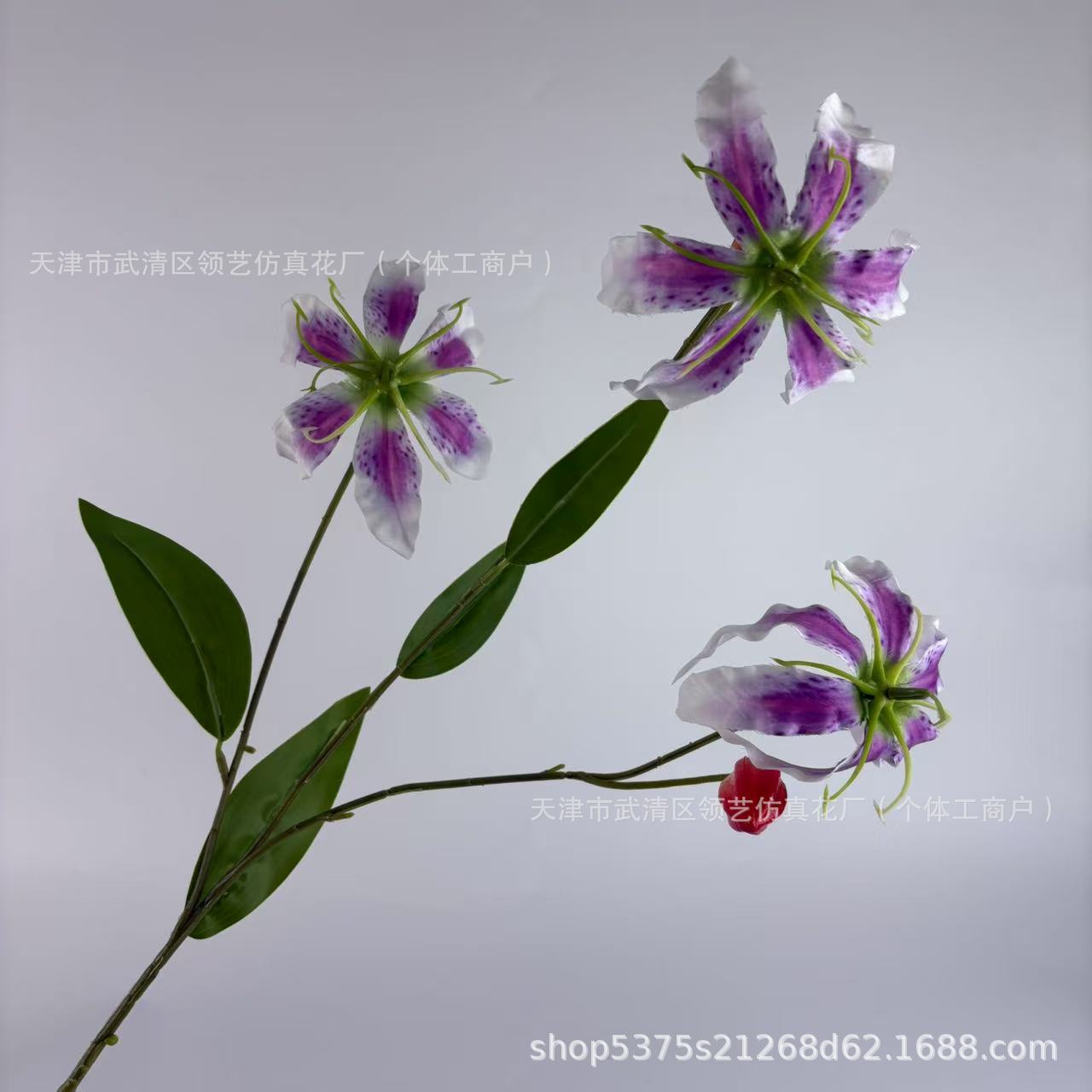 보라