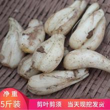 荞头去叶去须藠新鲜现挖四川茭时令蔬菜农家自种蒜白泡菜凉拌批发