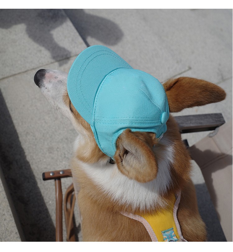宠物帽子