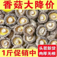 香菇干货净重500g肉厚无根头茬干香菇菌菇新货农家特产250g批发