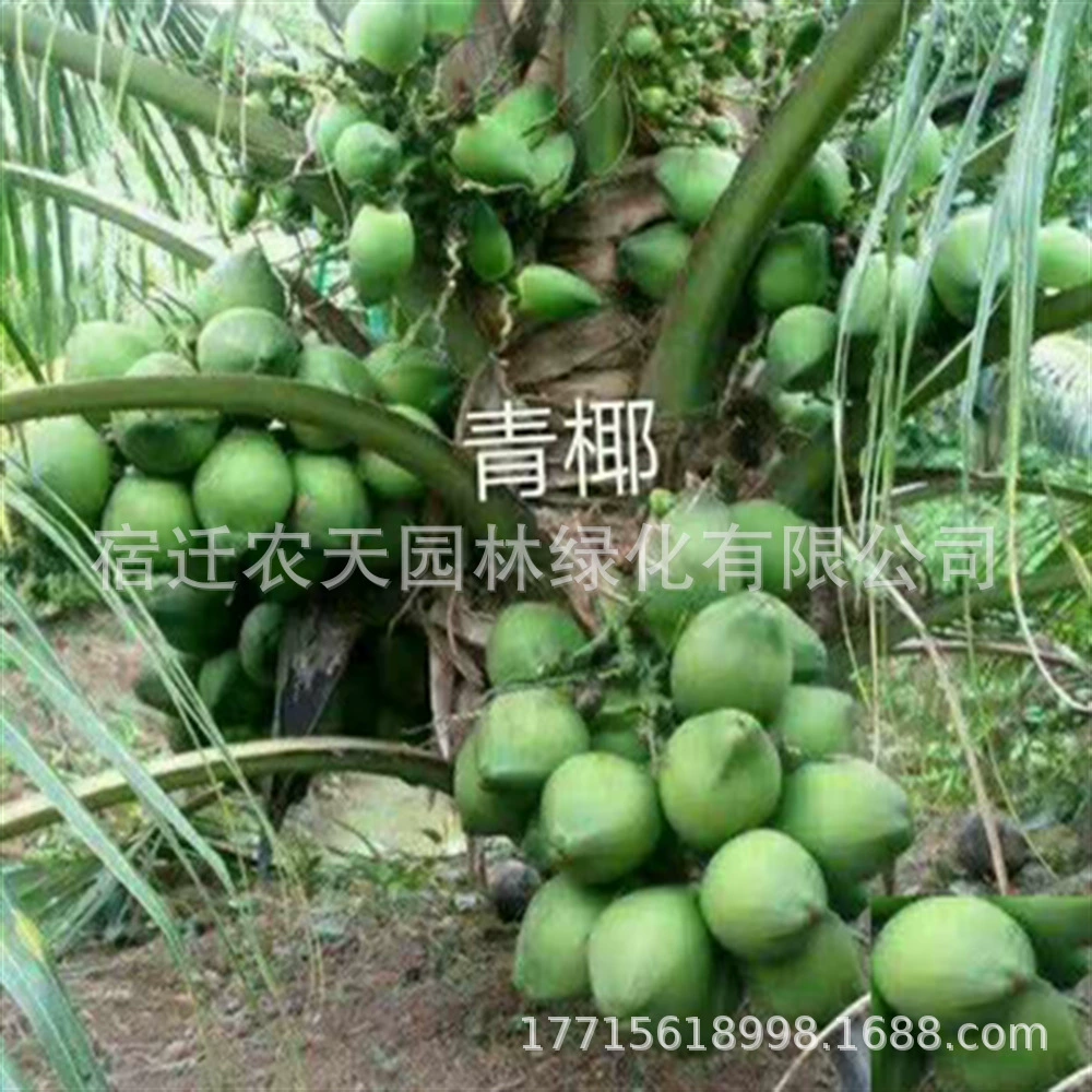 Озеленение саженцев Dawang кокосовые саженцы Dawang пальмовые саженцы Dawang вечнозеленые всесезонные двор вилла Ландшафтные саженцы