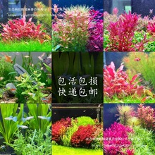 99�N�к�ˮ���~��ˮ����ݸ������쾰ֲ����w��ˮ�t�m͢�t����