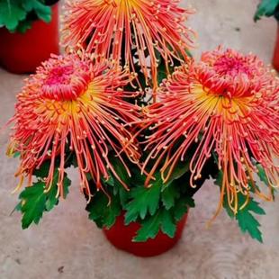 ���´�վջ������Ե�ַ�҃��̨���B�o�ͺ��͟��z�մ�������