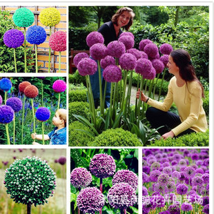 ��ֲ��N�Ӵ��[ �@���^�p���ܴ��[�N�� ��������