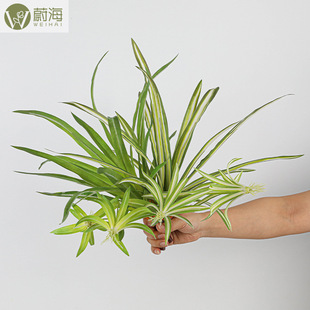 ����С֦42�~���m�ݰ�߅���m���ļ�����������F�Gֲ��쾰�P��