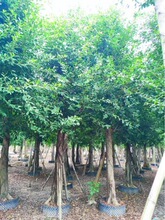 四川绿化苗木批发小叶榕 蓝花楹 狐尾椰子 假槟榔 中东海枣银海枣