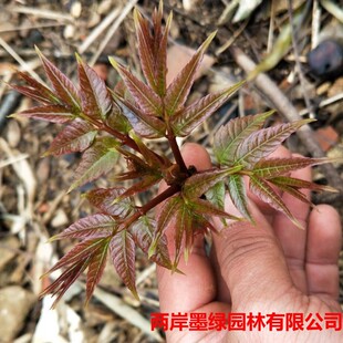 �ϱ����Nֲ�㴻�� �����㴻����  �׳ɻ� Ч��� �ͺ�