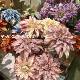 2 Head colorful Dahlia Dahlia simulation flower wedding ceremony wedding hall flower arrangement home decoration fake flower foreign trade cross-border