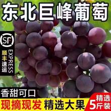 顺丰现摘巨峰葡萄东北辽宁新鲜水果5斤整箱当季大果孕妇黑提无籽