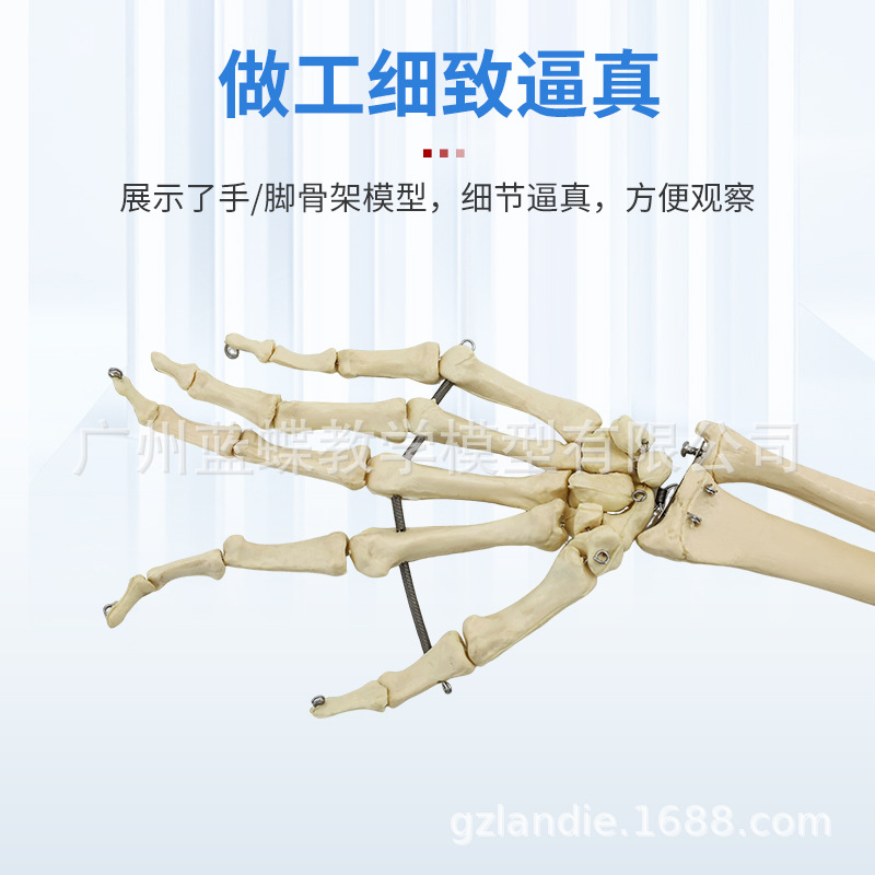 ����ֱ�����������֫�� �Źؽ� ϥ�ؽڳ߹���� ���ȹ� �ֱ۹�ͷ