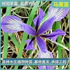 水生植物;其他园林资材;宿根花卉