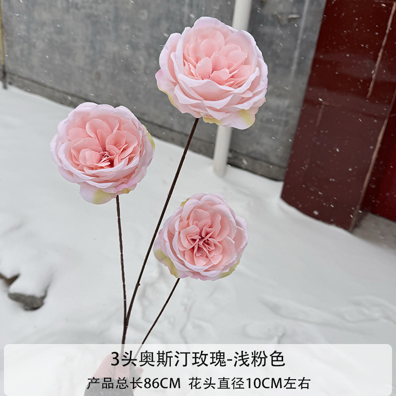 粉色奥斯丁