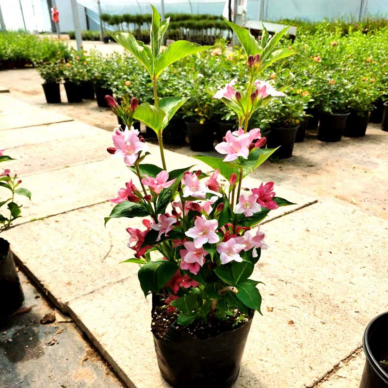 Красочная парча с цветком в горшке Вилла Двор Балкон Морозостойкий Большой пейзаж Красный принц Парча с саженцами деревьев Цветы и растения