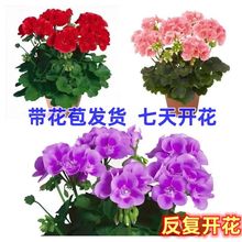 带花苞室内花卉绿植阳台庭院天竺葵盆栽花苗洋绣球重瓣四季开花