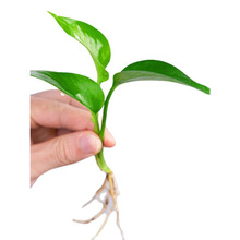迷你小绿植罗汉松白掌红掌绿萝竹柏九里香网纹盆栽水培植物小苗