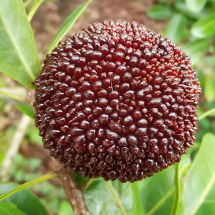 ��÷���r���У�ݩ�j�|�����r��l؛����4���b���rֱ�l