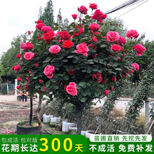 高桿棒棒糖樹狀月季花樹苗特大花卉樹樁多色老樁薔薇玫瑰植物盆栽