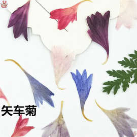 矢车菊天然干花押花美甲脸部贴花写真滴胶饰品手工材料包植物标本