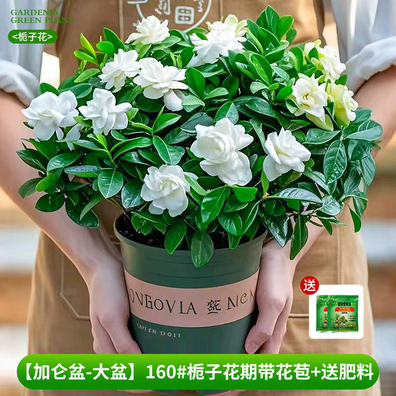 [Bacia de galão-bacia grande] 160 # Período de floração da gardênia com botões + fertilizante grátis