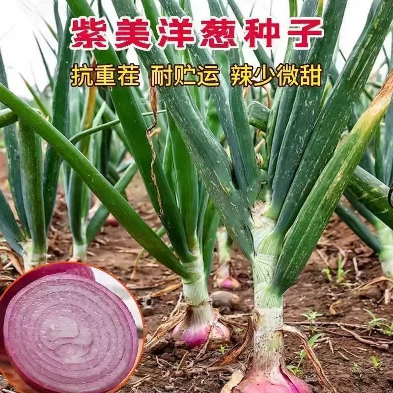 Семена фиолетового лука Высокоурожайные красно-желтые круглые семена лука сеют очень большие Семена овощей раннего созревания