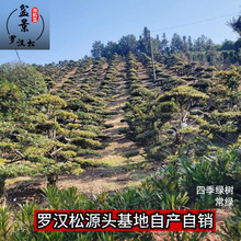 爆款造型矮桩罗汉松树苗四季常绿阳台露台屋顶花园庭院绿化景观树