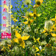 SFɏNӶݱֲﴺ̈@־GoҰN