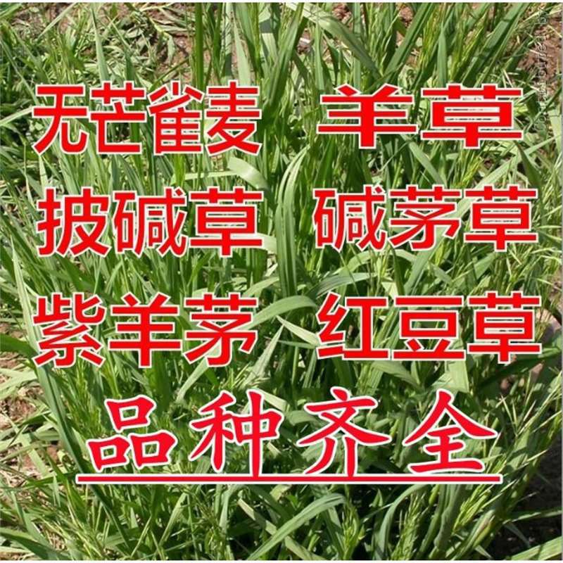 披碱草种籽碱茅草紫羊茅红豆草无芒雀麦耐旱护坡固土绿化草坪草籽