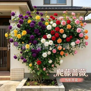 �Nޱ�����ٱ��¼��ش󻨘�����ֲ���̨��������õ�������ļ��_��