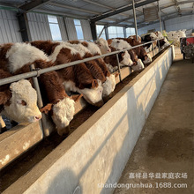 改良牛养殖场哪里有卖西门塔尔牛犊育肥小公牛繁殖小母牛