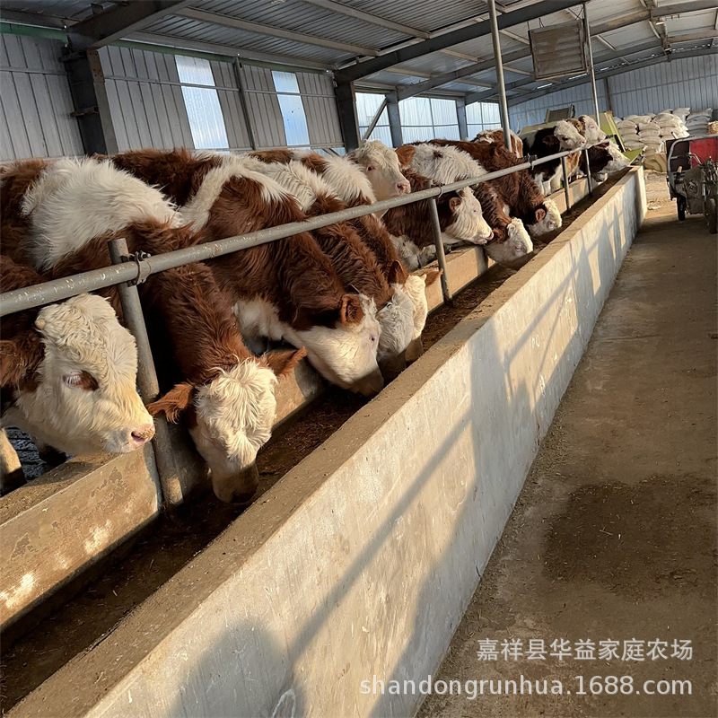 改良牛养殖场哪里有卖西门塔尔牛犊育肥小公牛繁殖小母牛