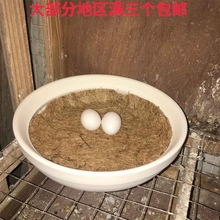 鸽子用品油草窝加厚塑料石膏陶瓷鸽巢鸽孵蛋盆信鸽具巢盆巢箱棕垫