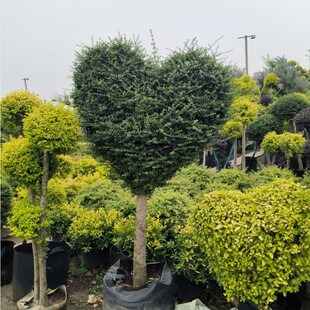 ͥԺ�e�����Rֲ������Ůؑ�����Ǵ���Ϟ�� �{���� ����Ůؑ�쾰��