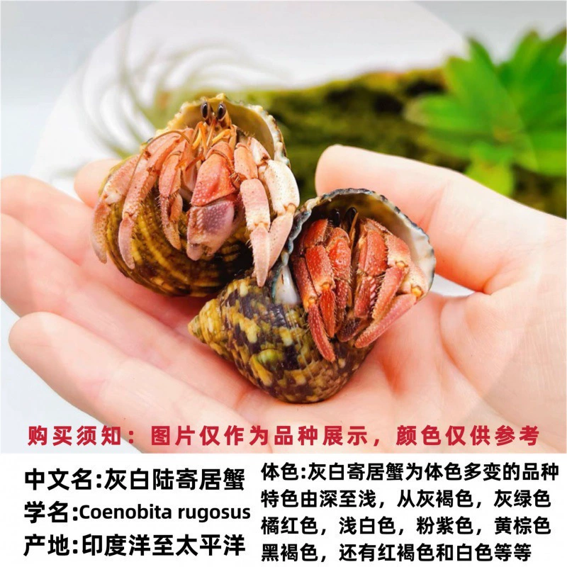 Наземный краб-скитальец, домашнее животное, пресноводная ягода, короткокрылый, фиолетовый, земляной, серо-белый, темно-фиолетовый, декоративный краб, ленивый питомец
