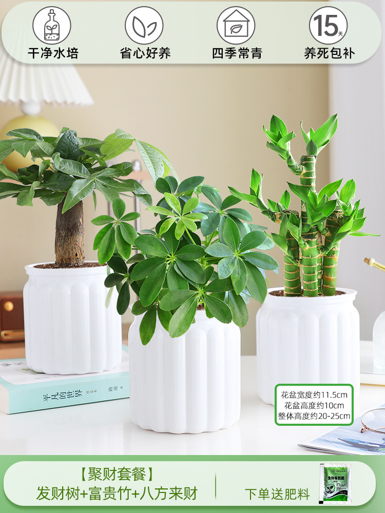 [부자 패키지] 돈나무 + 행운의 대나무 + 사방에서 오는 부