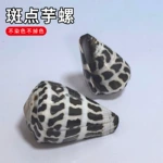 稀有天然海螺贝壳斑芋螺水族鱼缸造景装饰家居收藏摆件科普标本螺