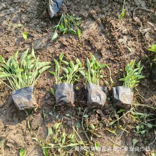 Purple Flower Ground Plant Qingzhou Perennial Flower Perennial Grass Flower Potted Plant for Park Greening Vegetation