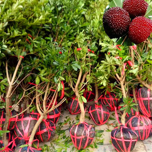 ���������֖|����÷���Ĵ��|����÷���ؑc�|������÷