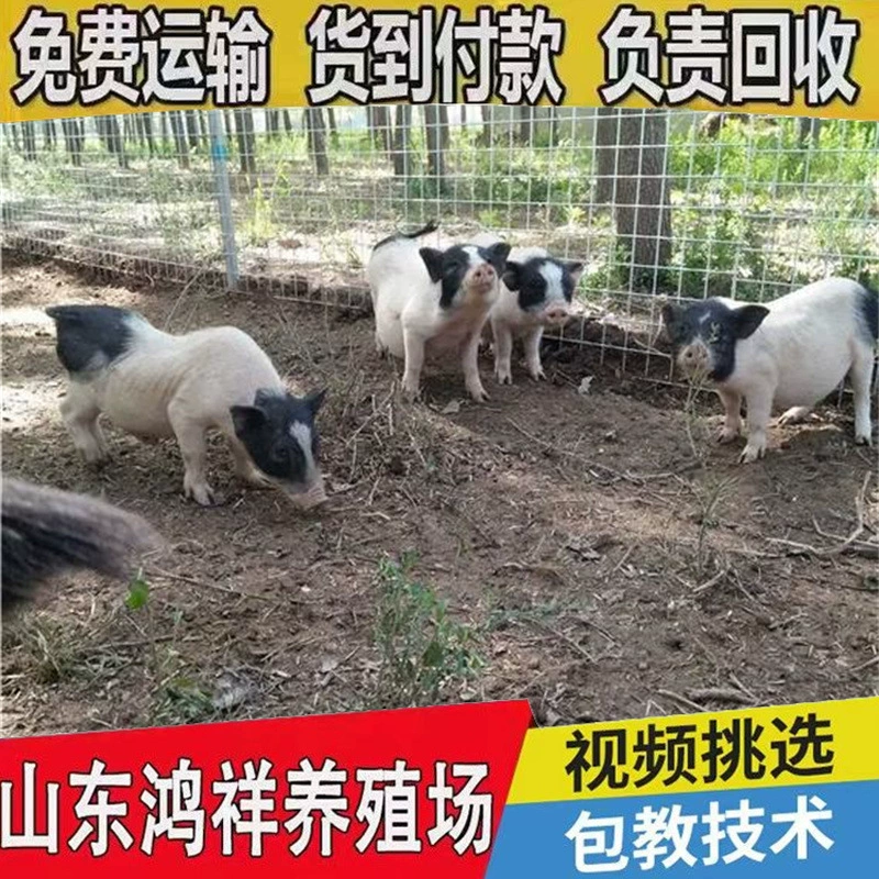 Цена живых рассады ароматной свиньи Bama Hongxiang, низкая цена, тибетская ароматная высококачественная рассада ароматной свиньи Bama, технология упаковки наложенным платежом