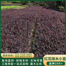 ����ֱ���t���^ľС�� ���̾G����ɫ�K�t�^ľ�� �߳ɻ�������ă�