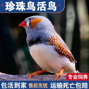 �����B�������Ұ����B�߲����B�Ұ�������B�Ȍ����Bһ��С�B��