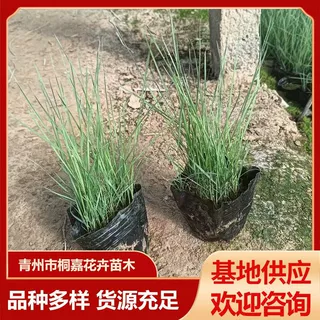 花海造景花镜观赏宿根花卉粉黛乱子草盆栽苗绿化工程毛芒乱子草苗
