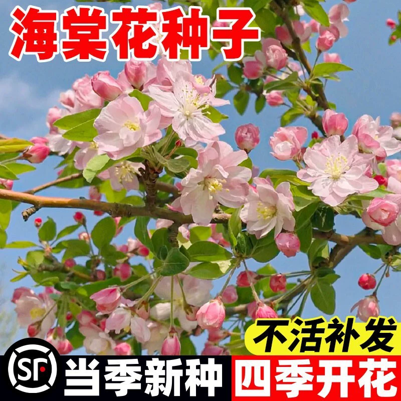 Семена цветов бегонии, пара семян цветов бегонии, многолетние цветы в горшках на открытом воздухе, на балконе, легко выращивать семена цветов в любое время года