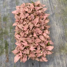 Դ�^�S�ҹ����k���҃��^�p�GֲС�t÷�Ϲ�������@�ֻ��ܷN�����l